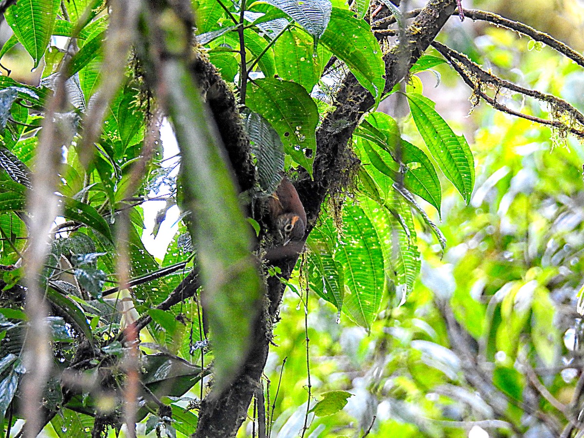 Scaly-throated Foliage-gleaner - ML637747461