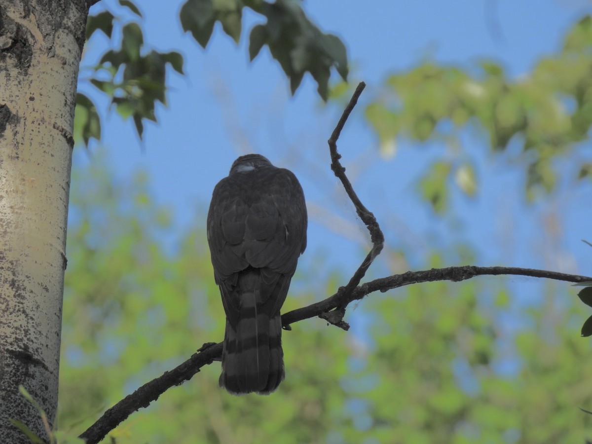 Cooper's Hawk - ML637747484