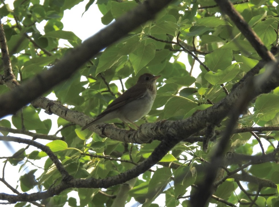 Veery - ML637747504