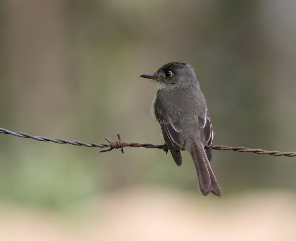 Cuban Pewee - ML637747580