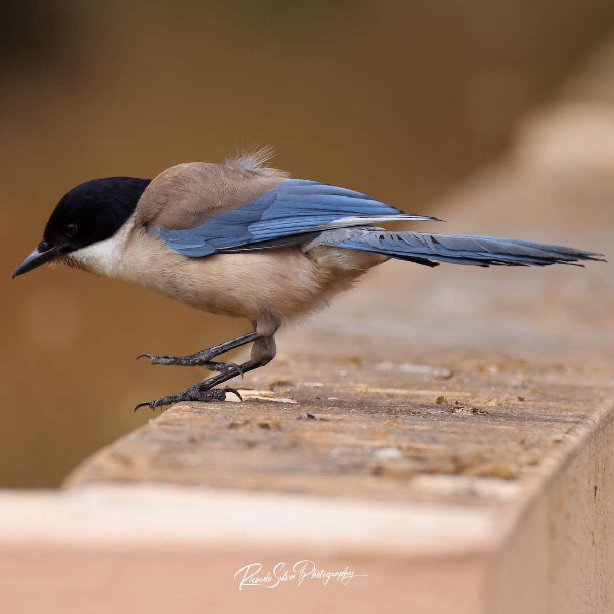 Iberian Magpie - ML637747591