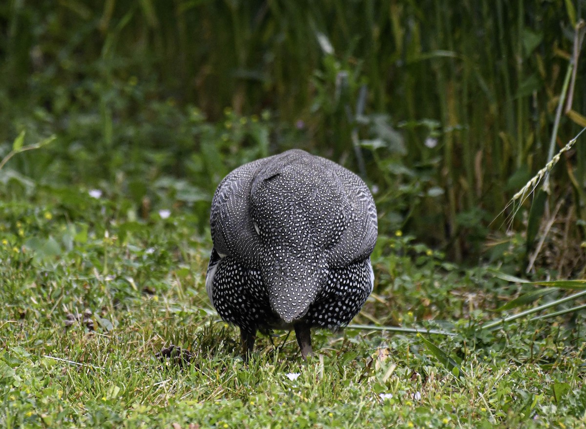 Helmeted Guineafowl (Domestic type) - ML637747654