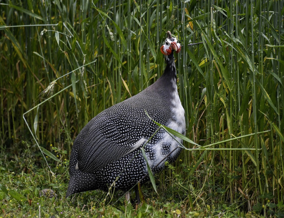Helmeted Guineafowl (Domestic type) - ML637747655