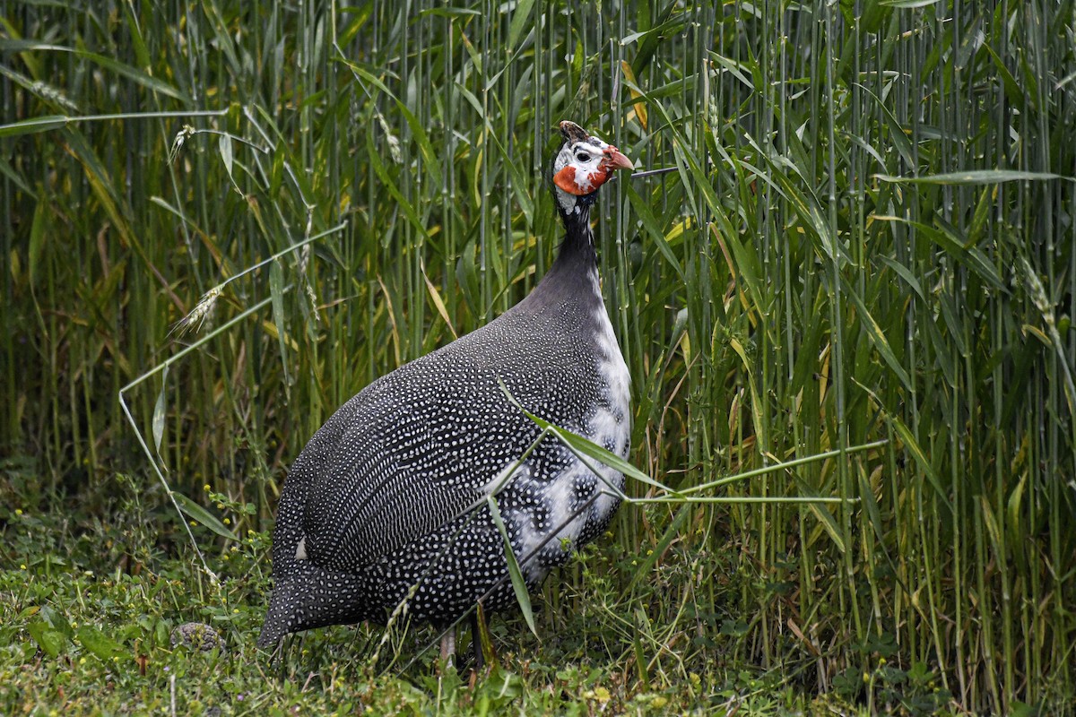 Helmeted Guineafowl (Domestic type) - ML637747656