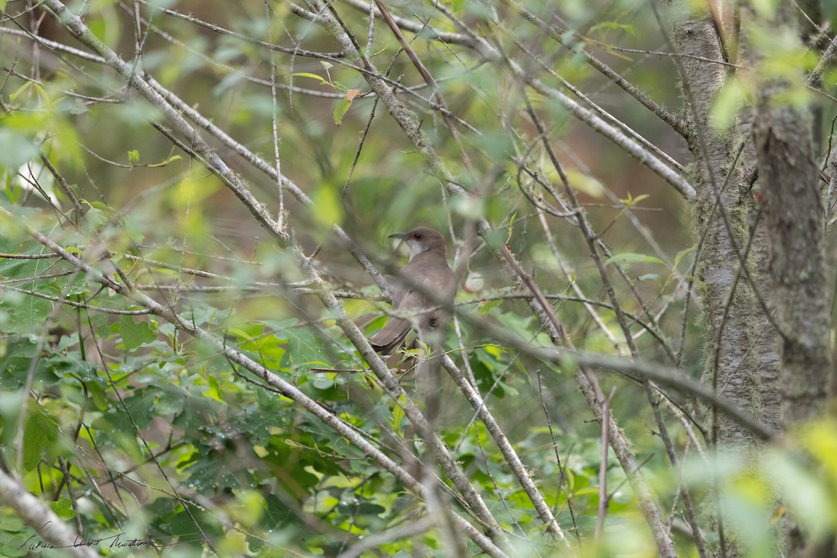 Black-billed Cuckoo - ML637747665