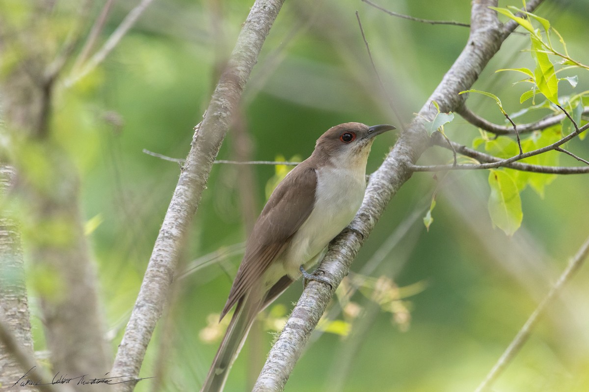 Black-billed Cuckoo - ML637747667