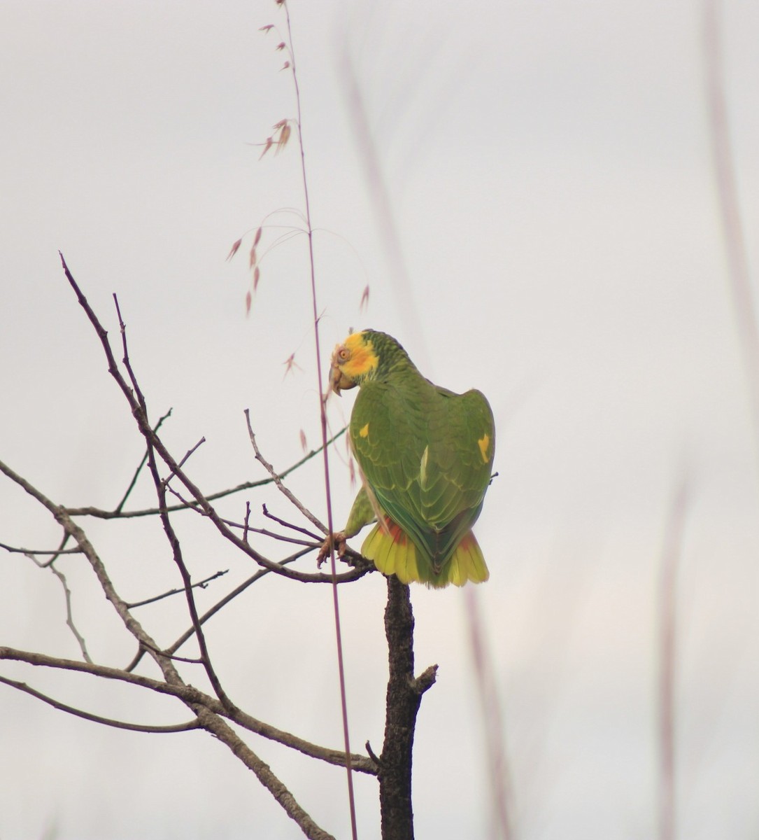 Yellow-faced Parrot - ML637747707
