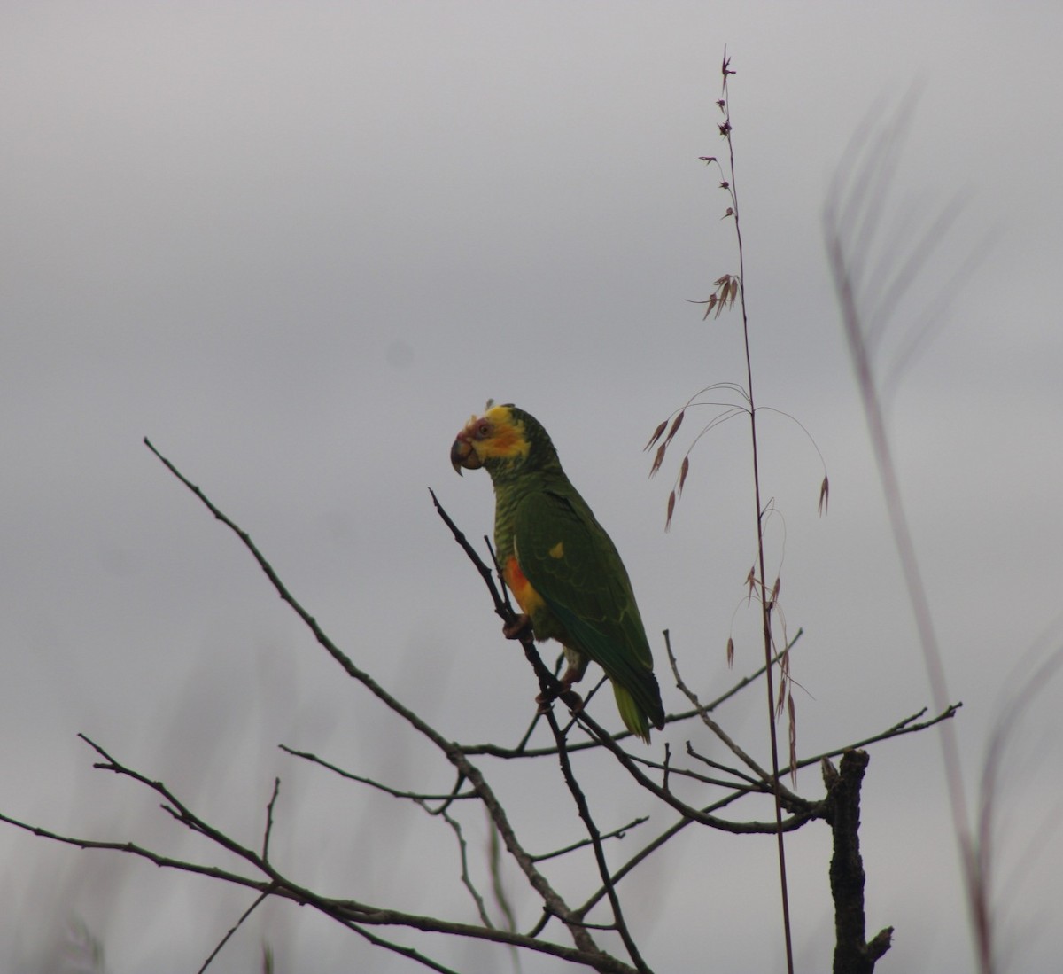 Yellow-faced Parrot - ML637747708