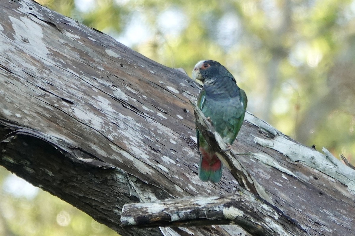 White-crowned Parrot - ML637747713