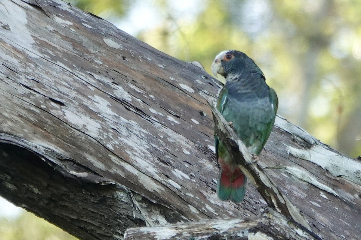 White-crowned Parrot - ML637747740