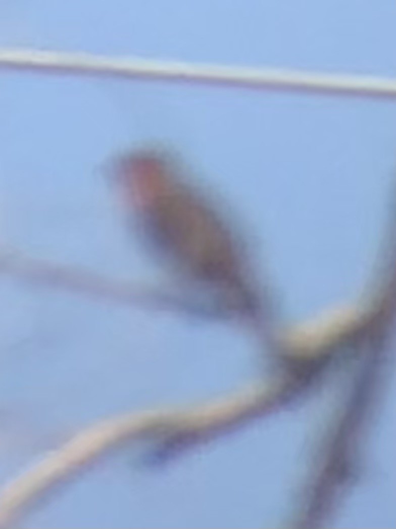 Hepatic Tanager - ML637747749
