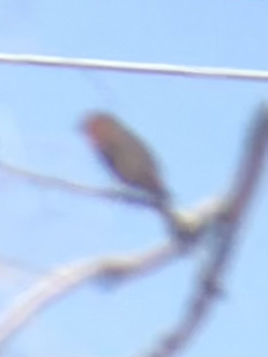 Hepatic Tanager - ML637747753