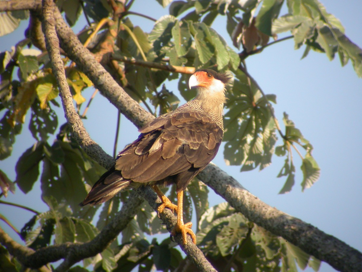 Crested Caracara (Southern) - ML637747821
