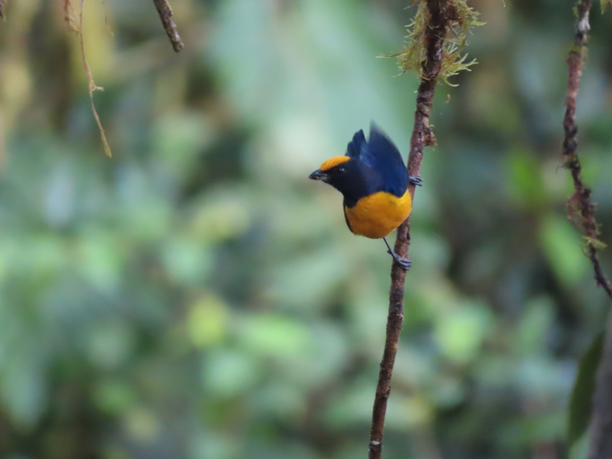 Orange-crowned Euphonia - ML637747843
