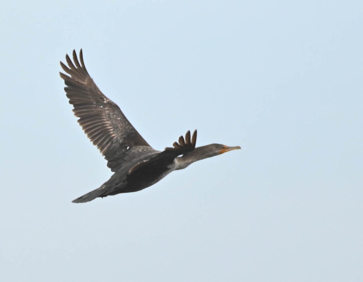 Cormoran à aigrettes - ML637747877