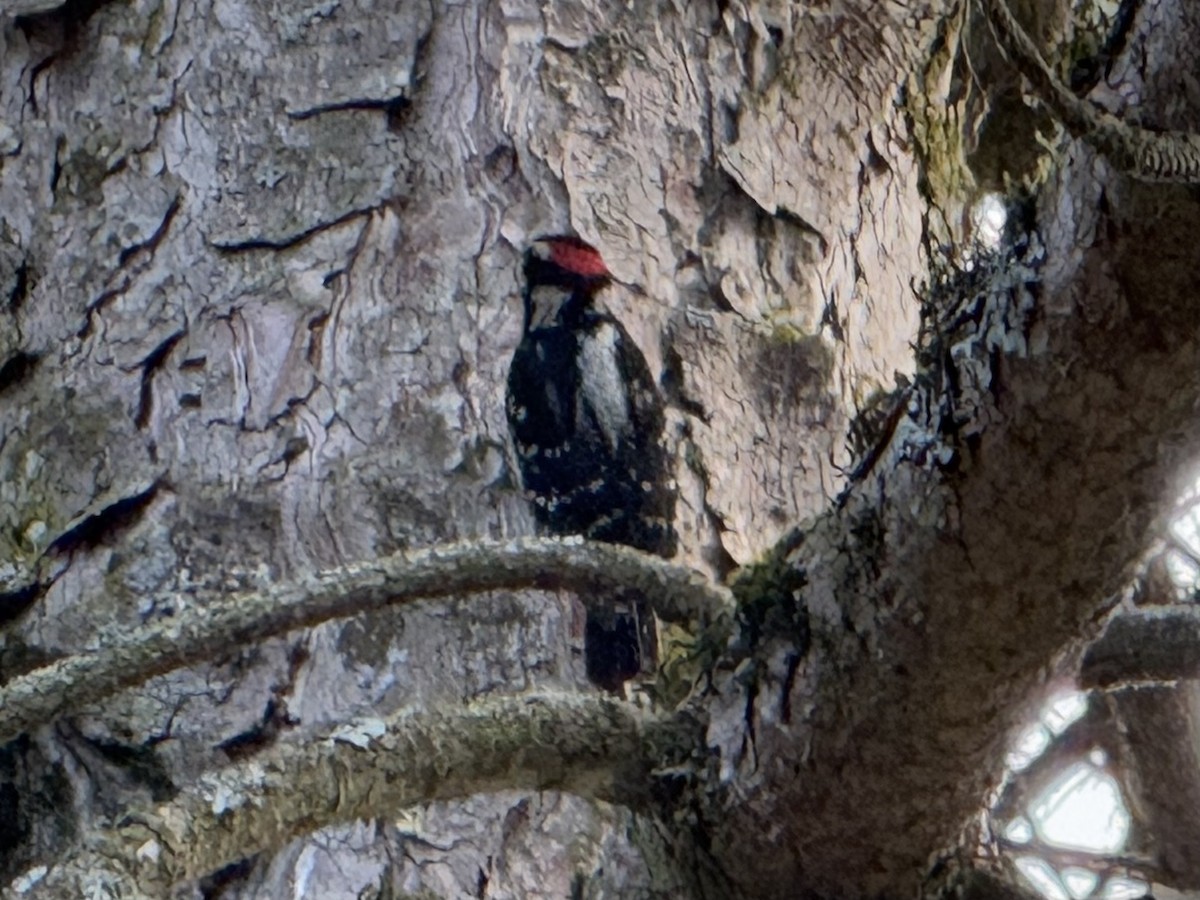 Downy Woodpecker - ML637747918