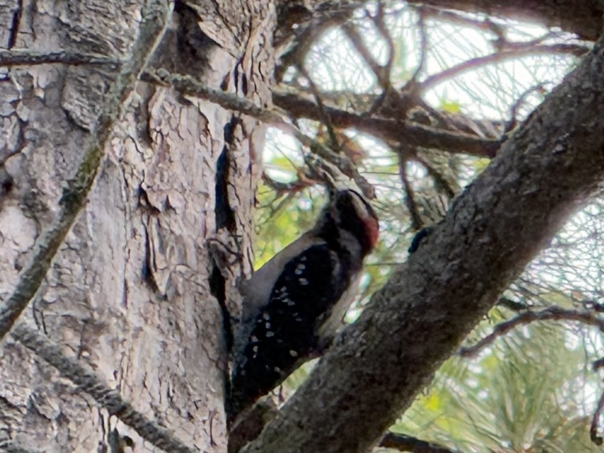 Downy Woodpecker - ML637747919