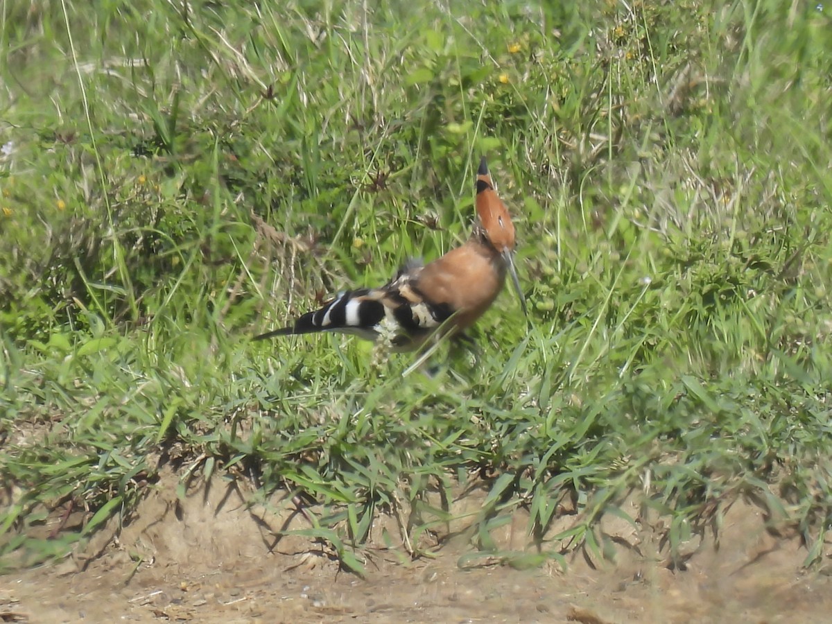 Eurasian Hoopoe (African) - ML637747938