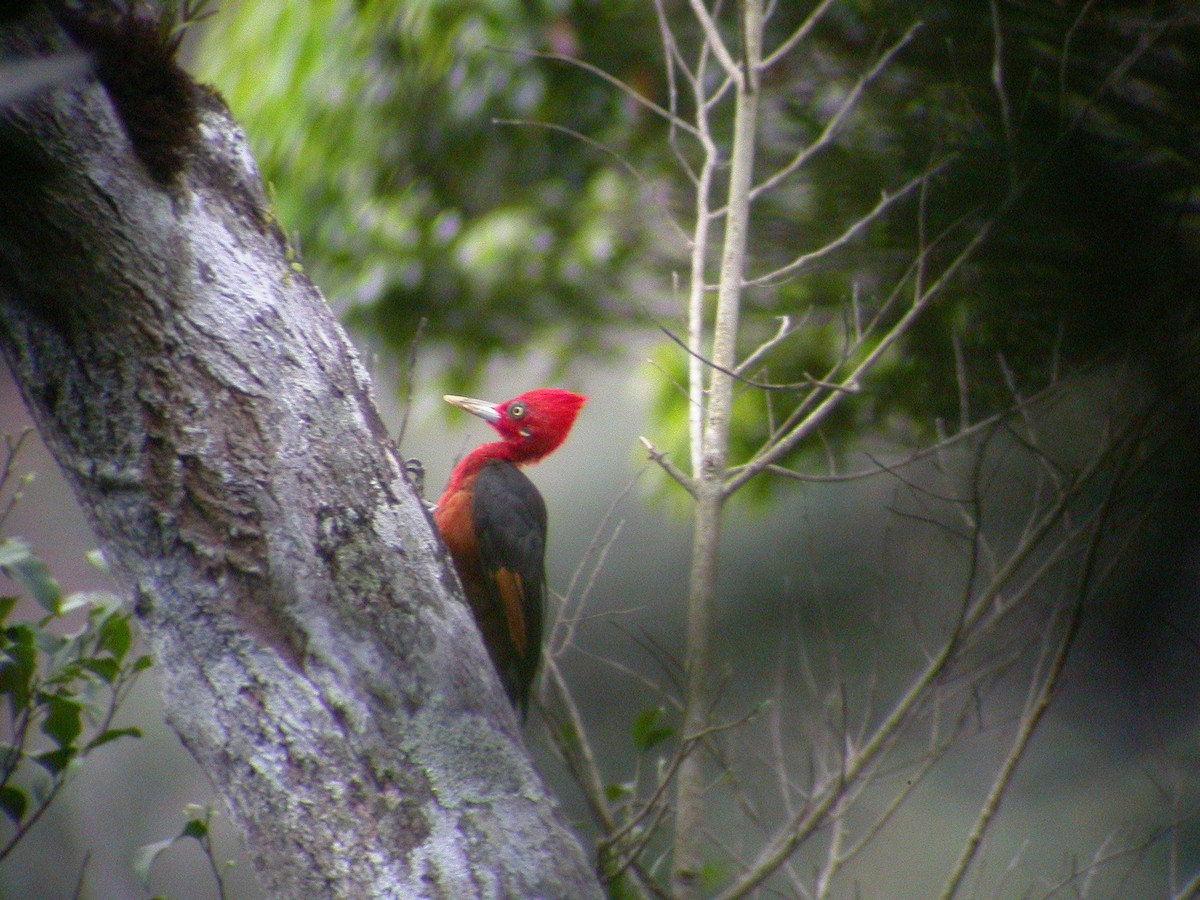 Red-necked Woodpecker - ML637747940