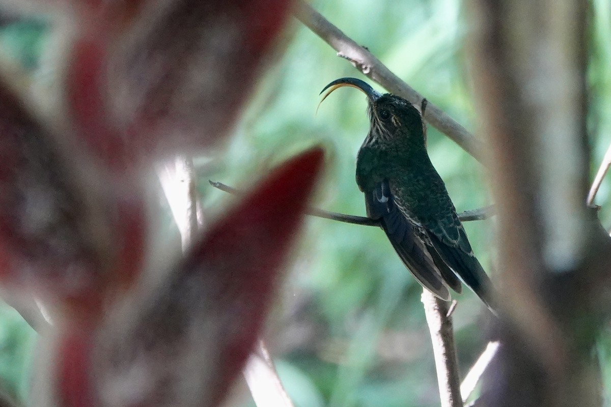 White-tipped Sicklebill - ML637747989