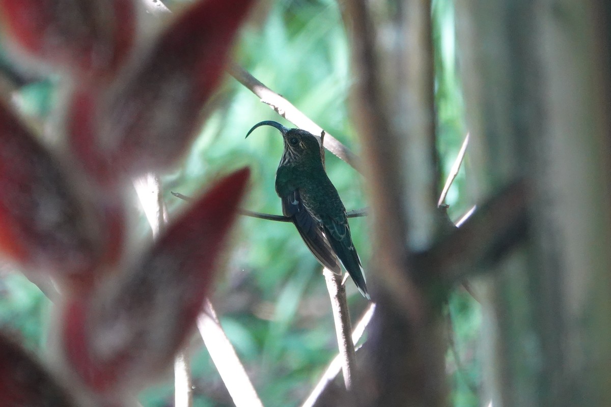 White-tipped Sicklebill - ML637748006