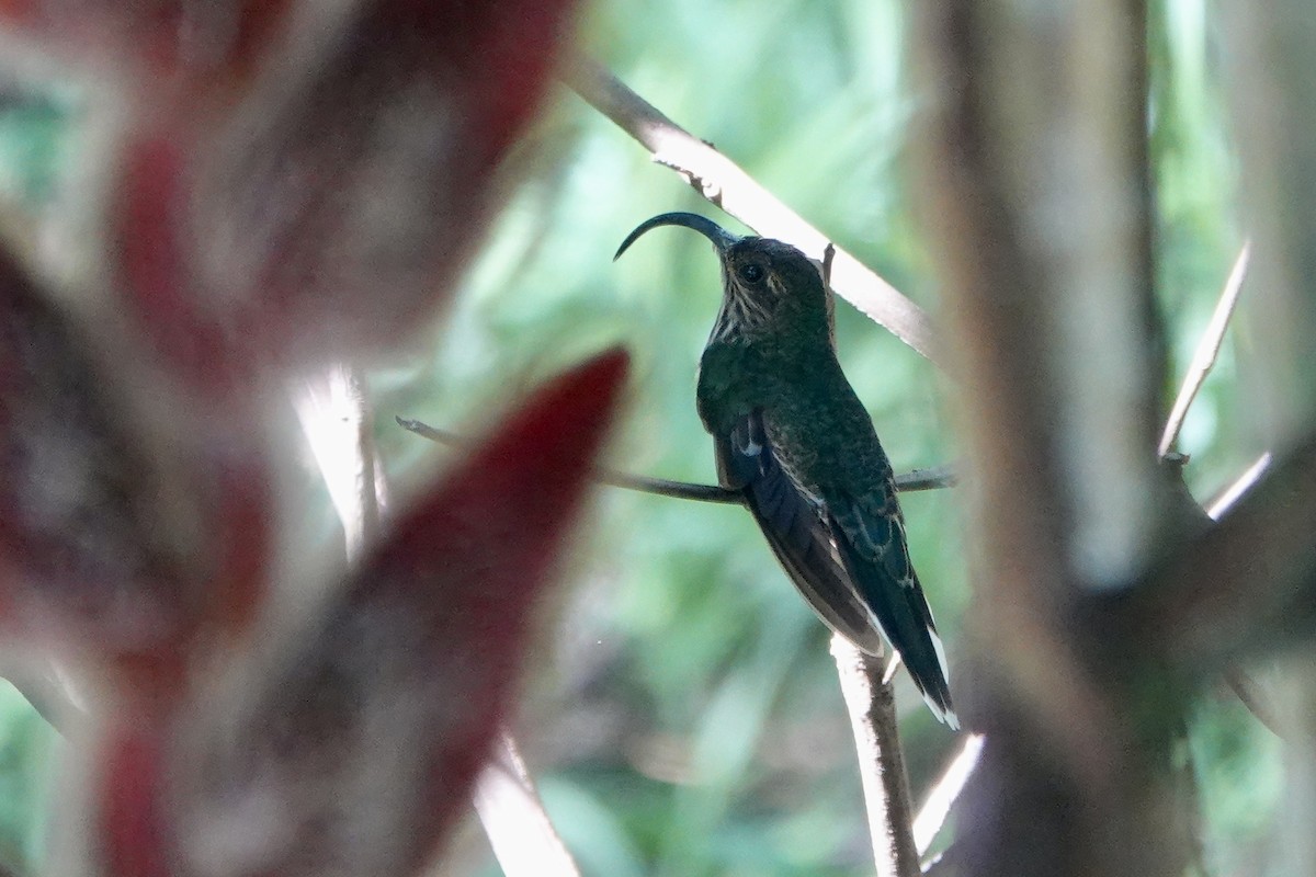 White-tipped Sicklebill - ML637748016
