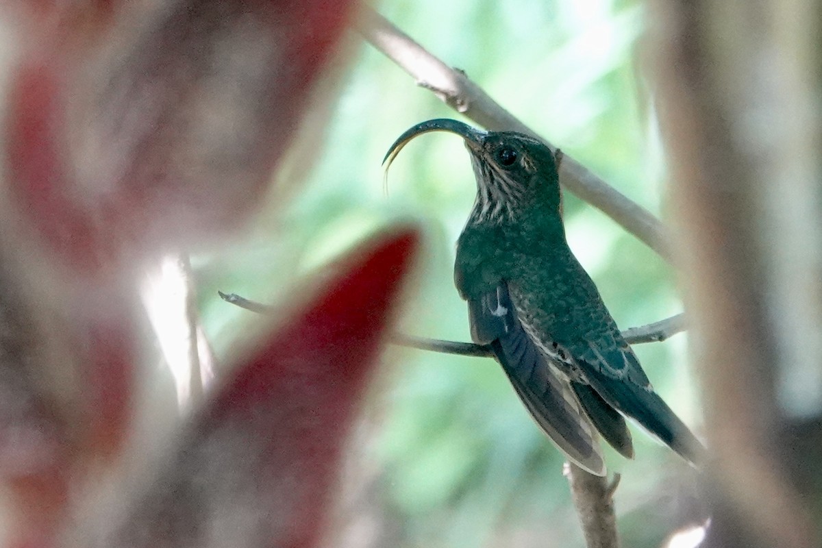 White-tipped Sicklebill - ML637748028