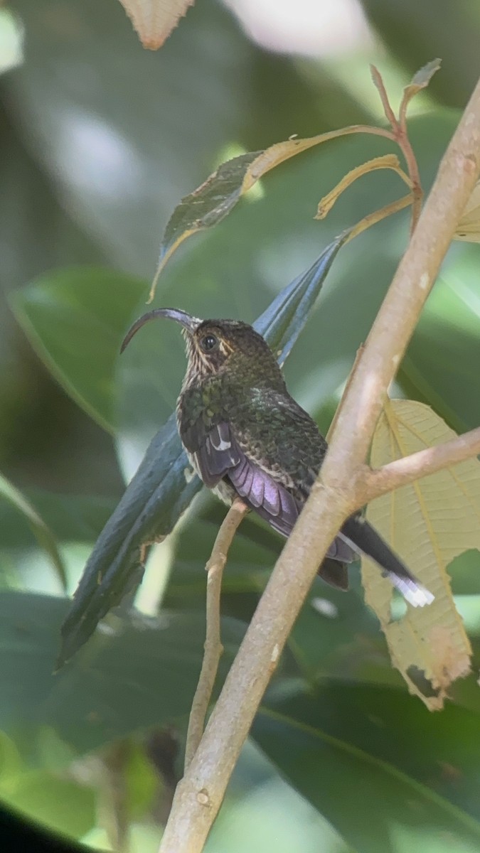 White-tipped Sicklebill - ML637748040