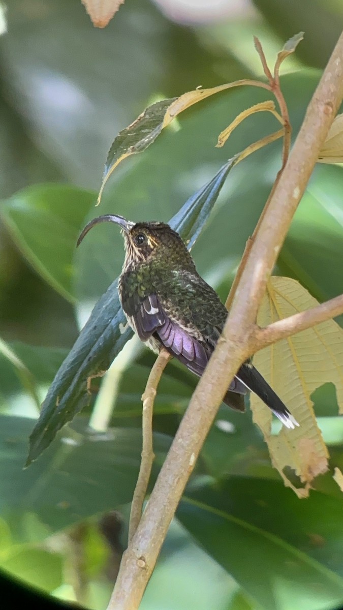 White-tipped Sicklebill - ML637748045