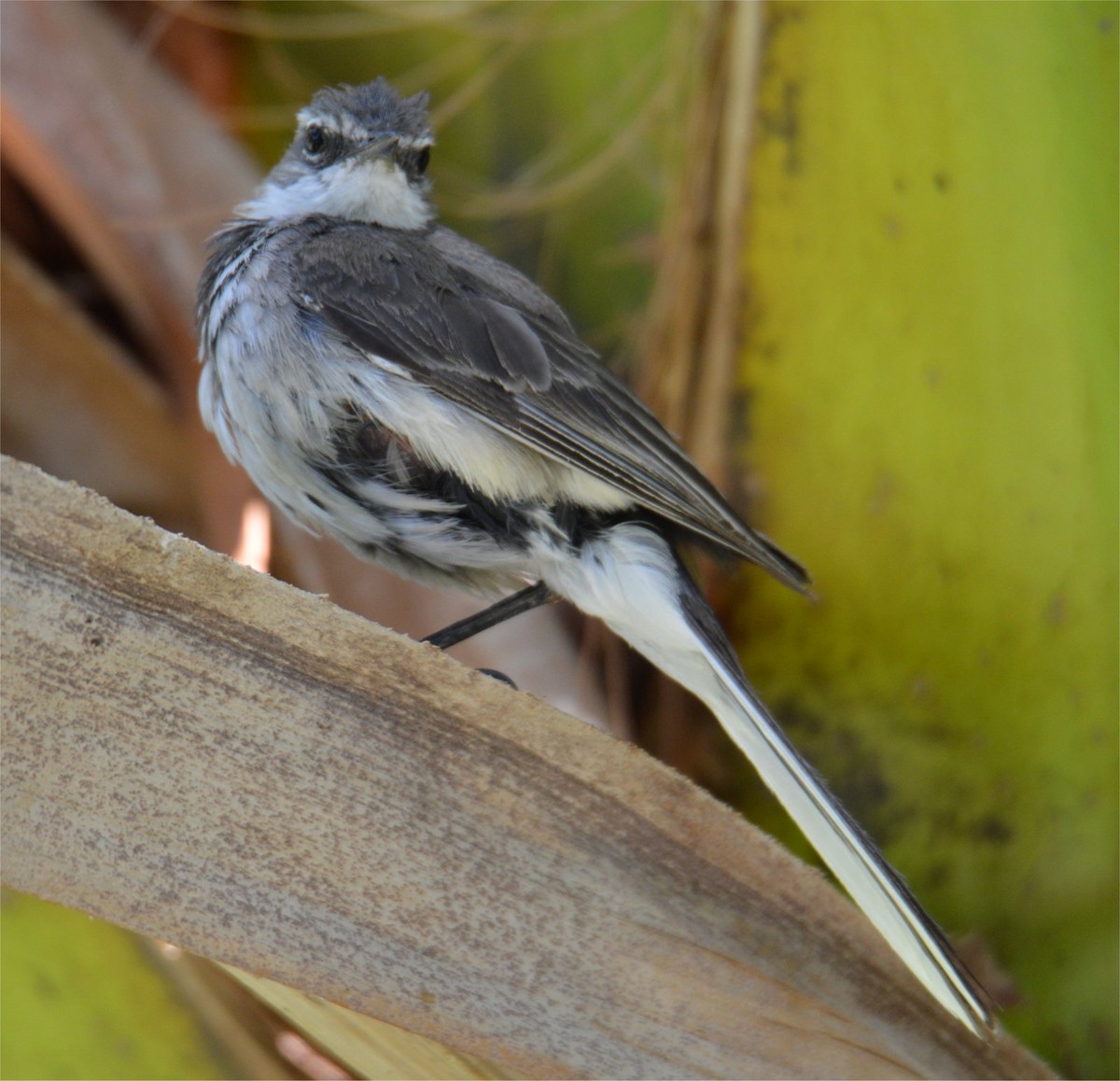 Cape Wagtail - ML637748078