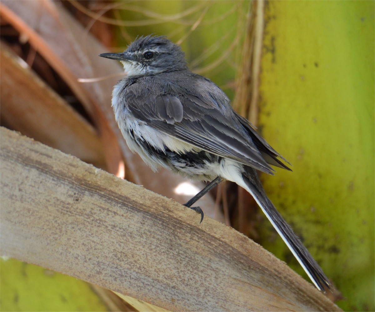 Cape Wagtail - ML637748087