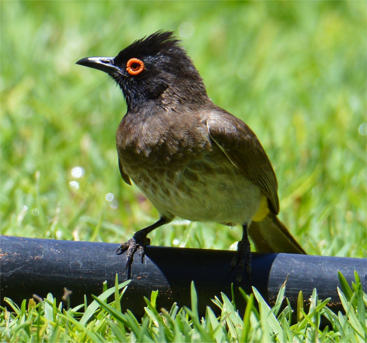 Black-fronted Bulbul - ML637748166