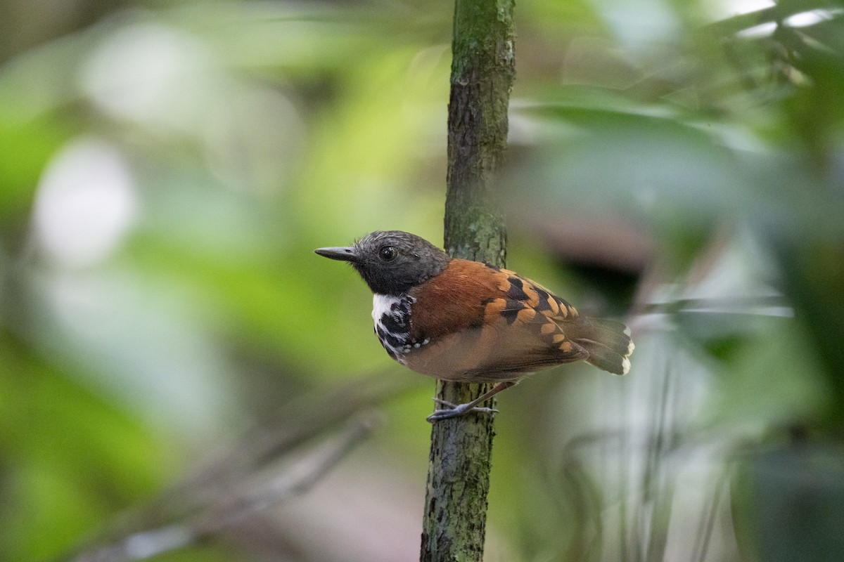 Spotted Antbird - ML637748230