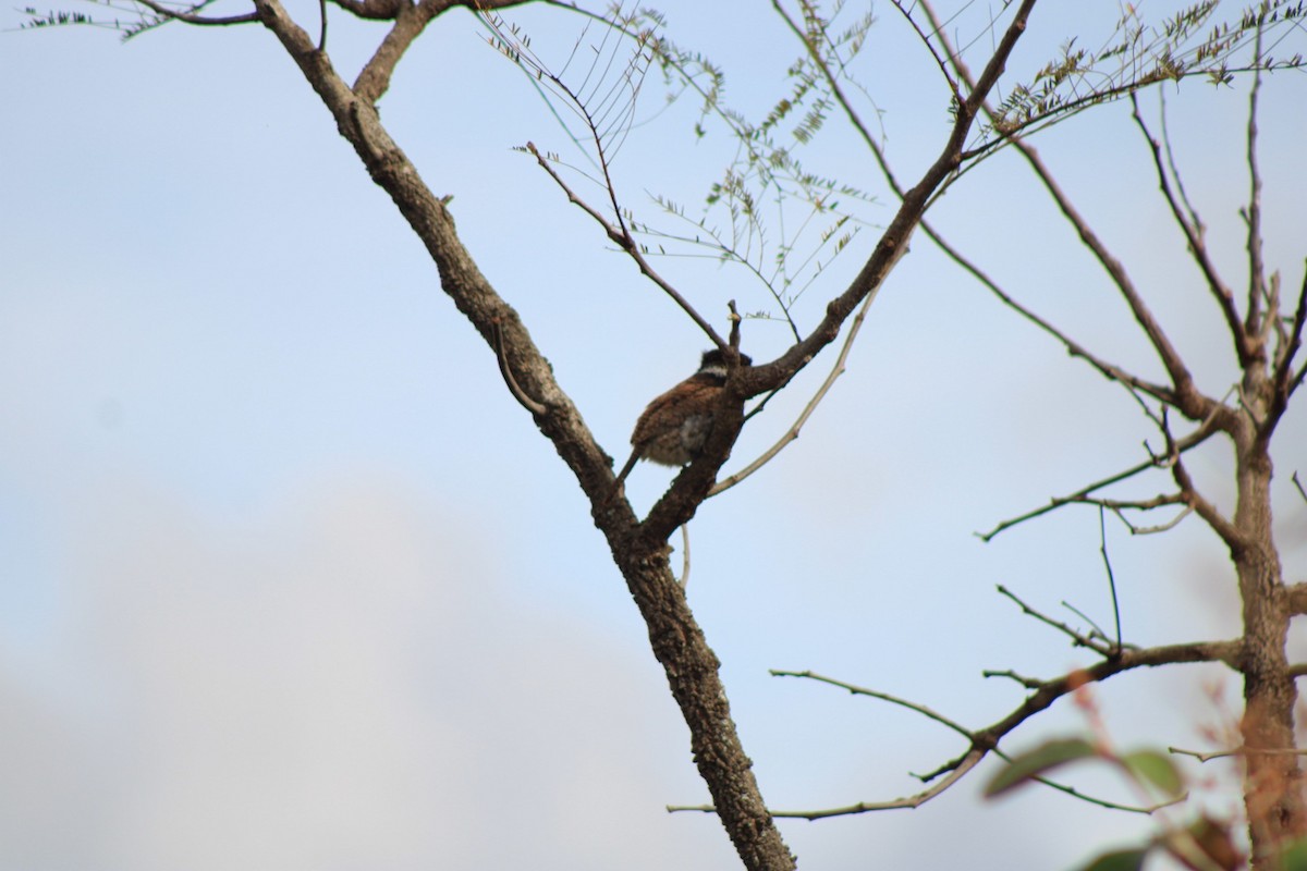 White-eared Puffbird - ML637748315