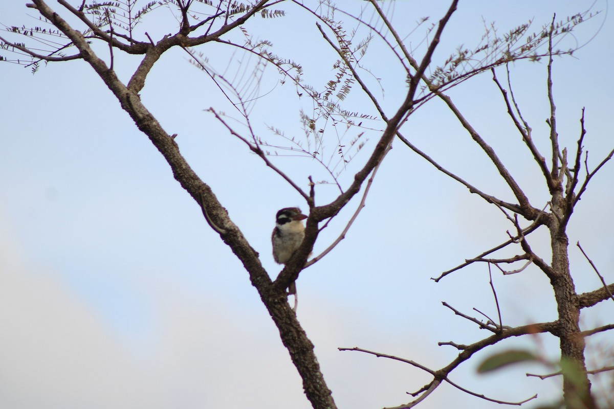 White-eared Puffbird - ML637748316