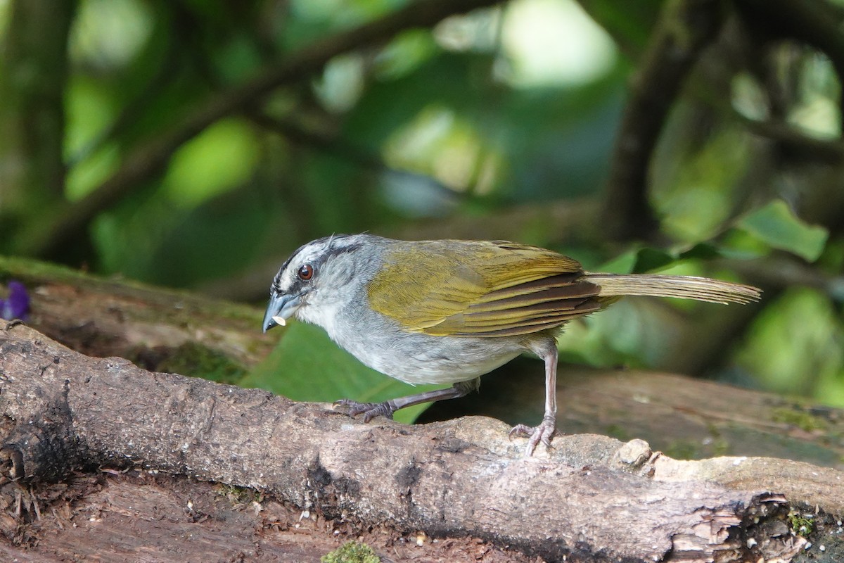 Black-striped Sparrow - ML637748369