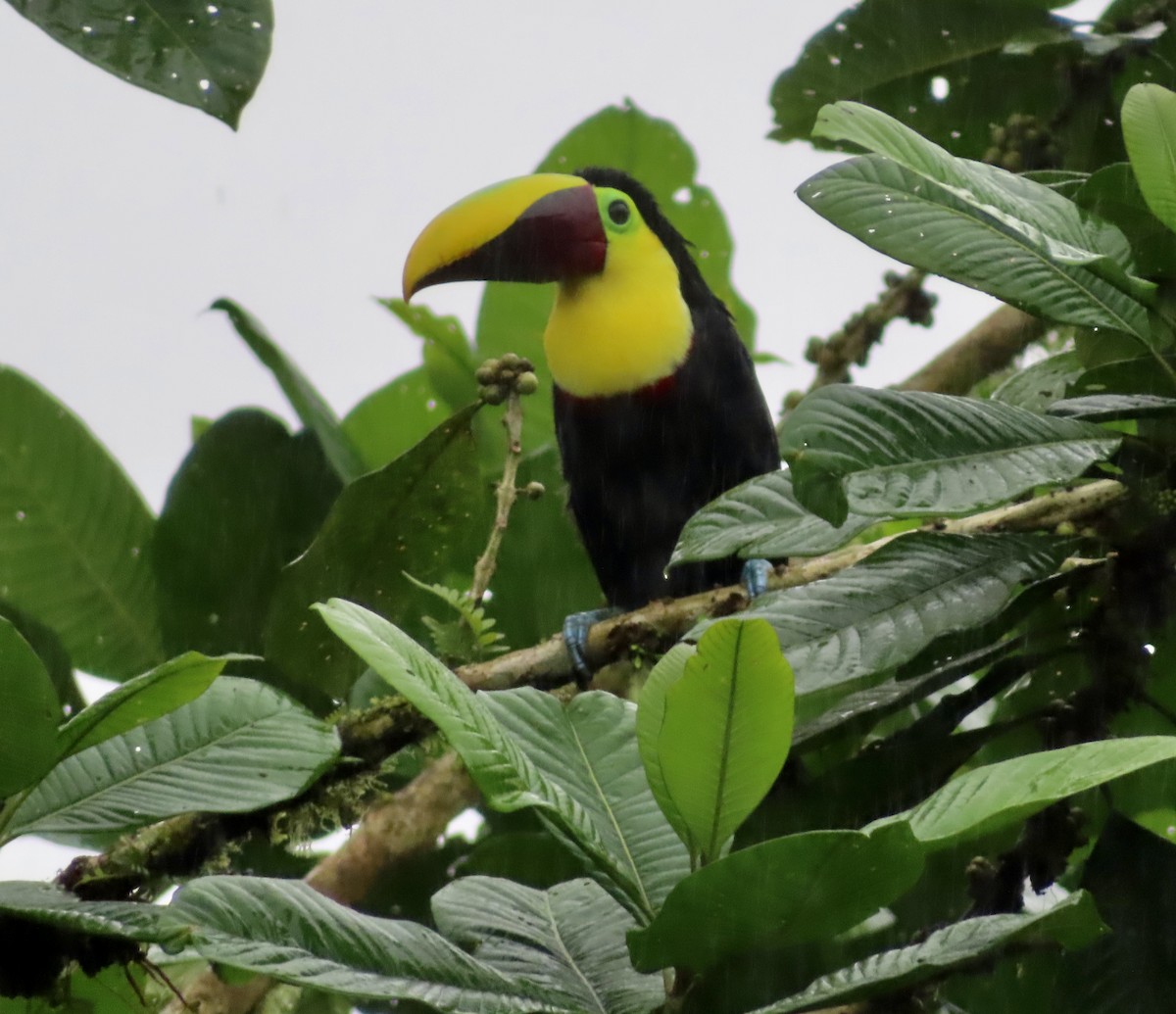 Choco Toucan - ML637748446