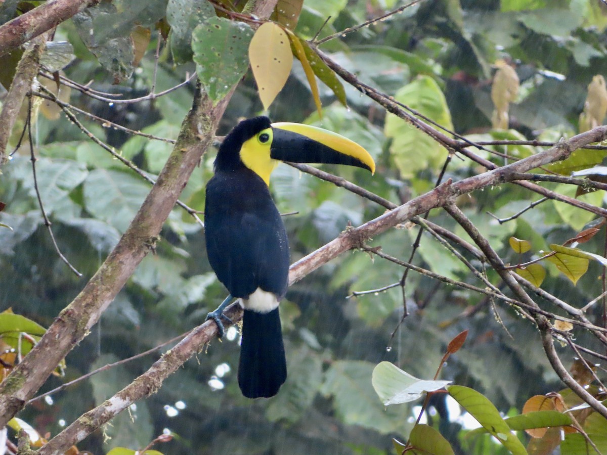 Choco Toucan - ML637748447