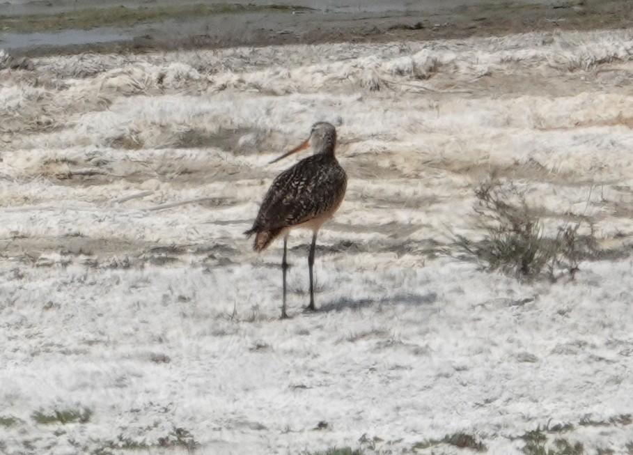 Marbled Godwit - ML637748484