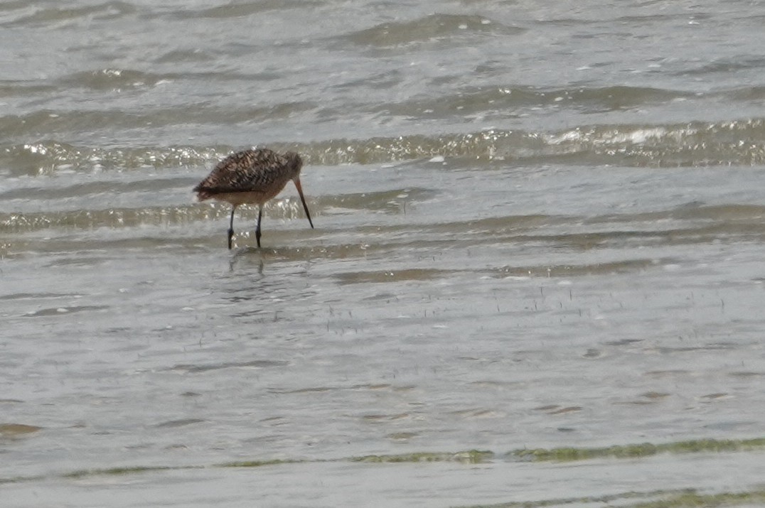 Marbled Godwit - ML637748485