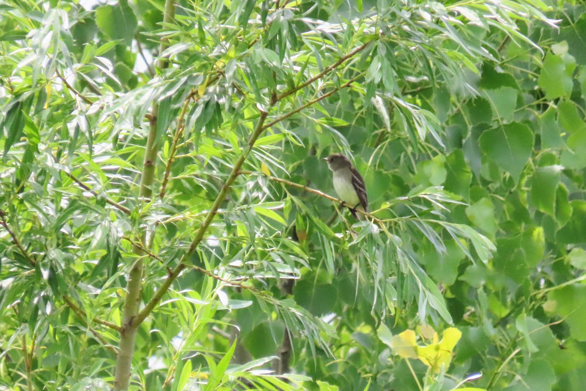 Alder Flycatcher - ML637748555