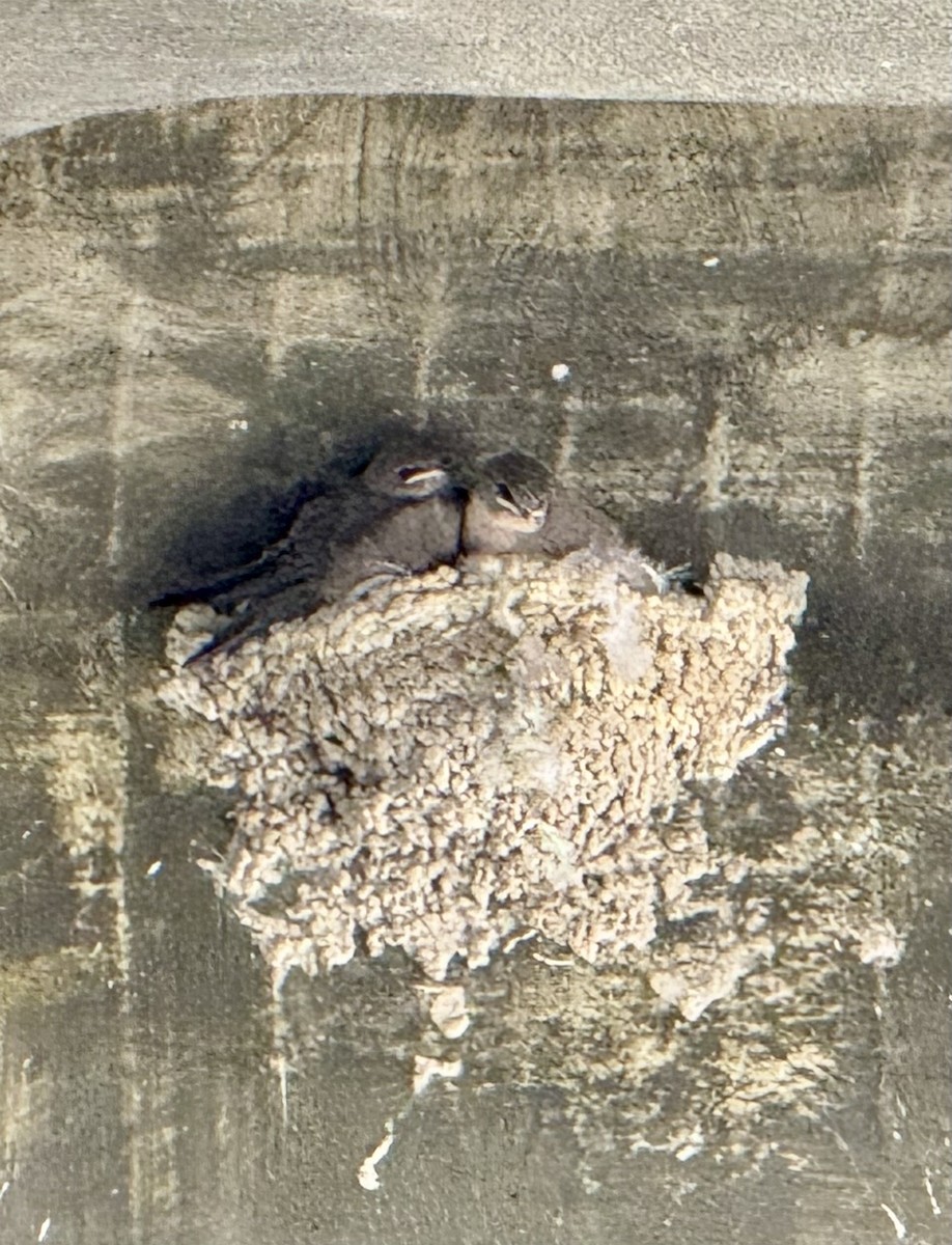 Eurasian Crag-Martin - ML637748564