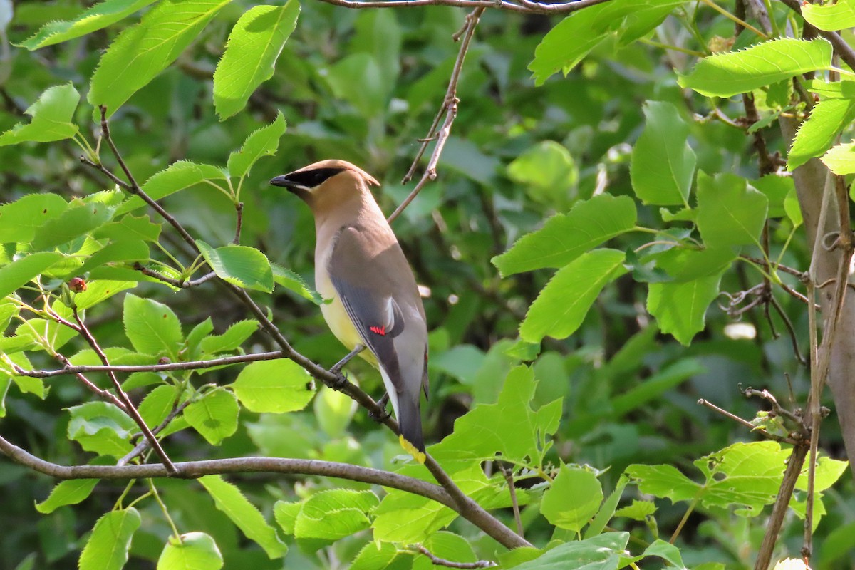 Cedar Waxwing - ML637748567