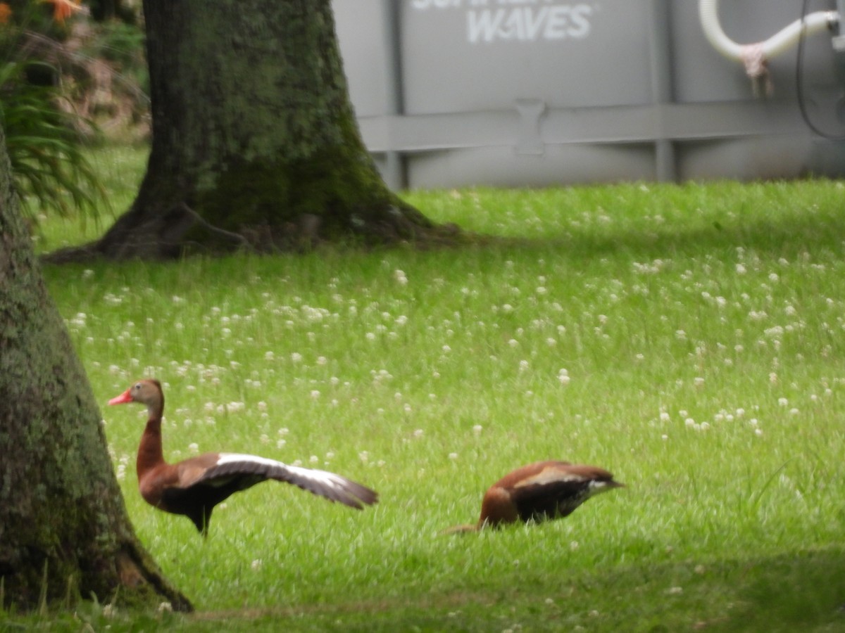 Black-bellied Whistling-Duck - ML637748610