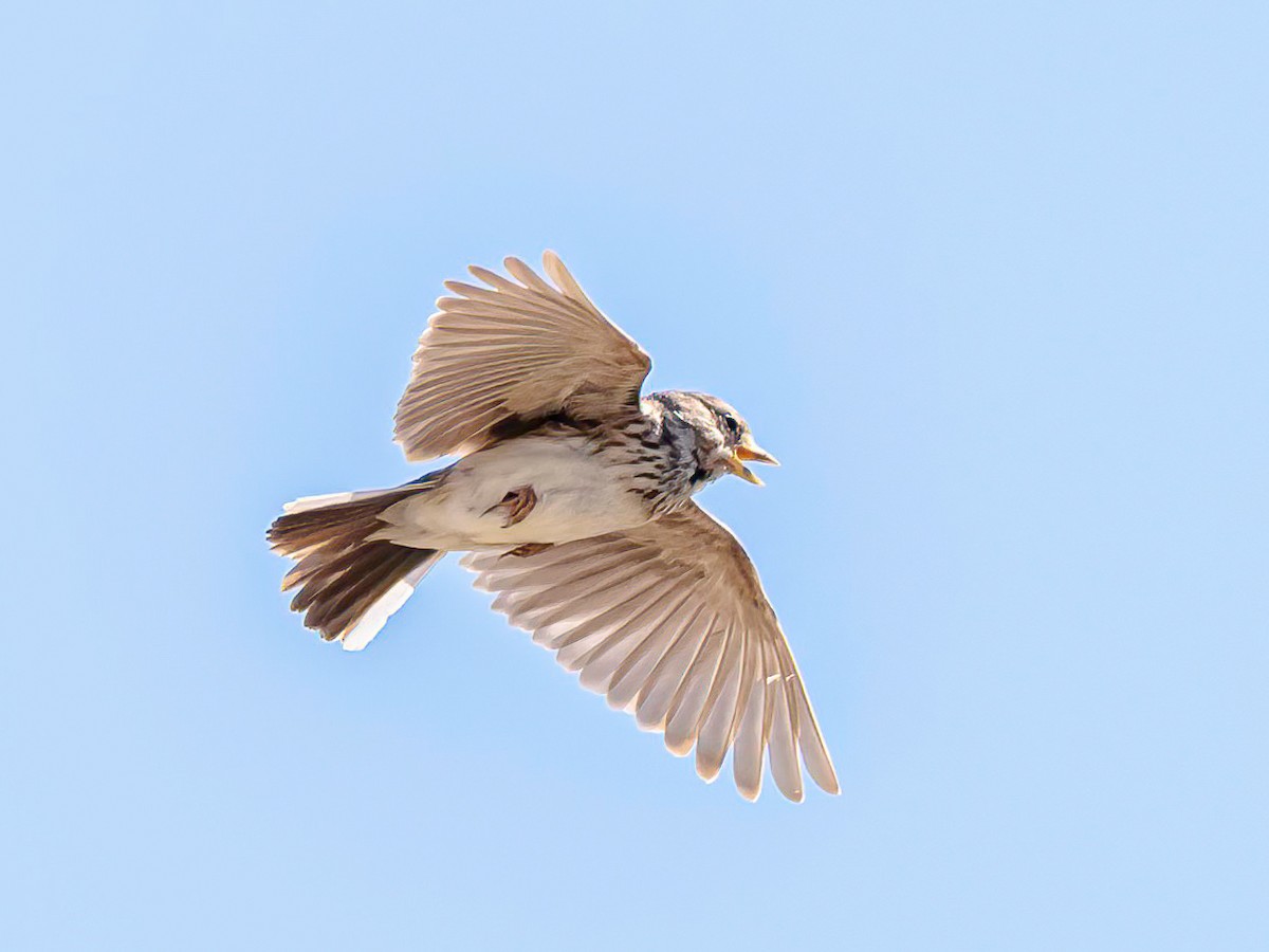 Mediterranean Short-toed Lark - ML637748677