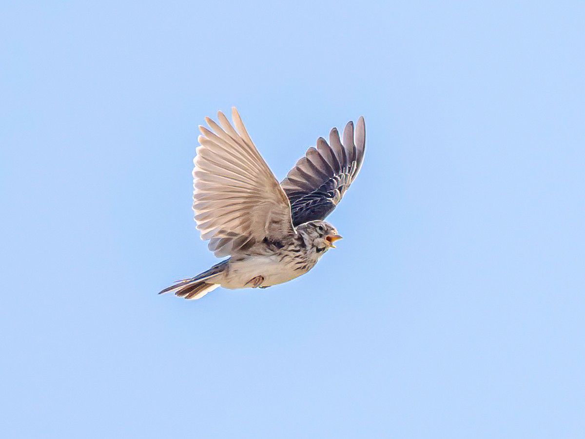 Mediterranean Short-toed Lark - ML637748680