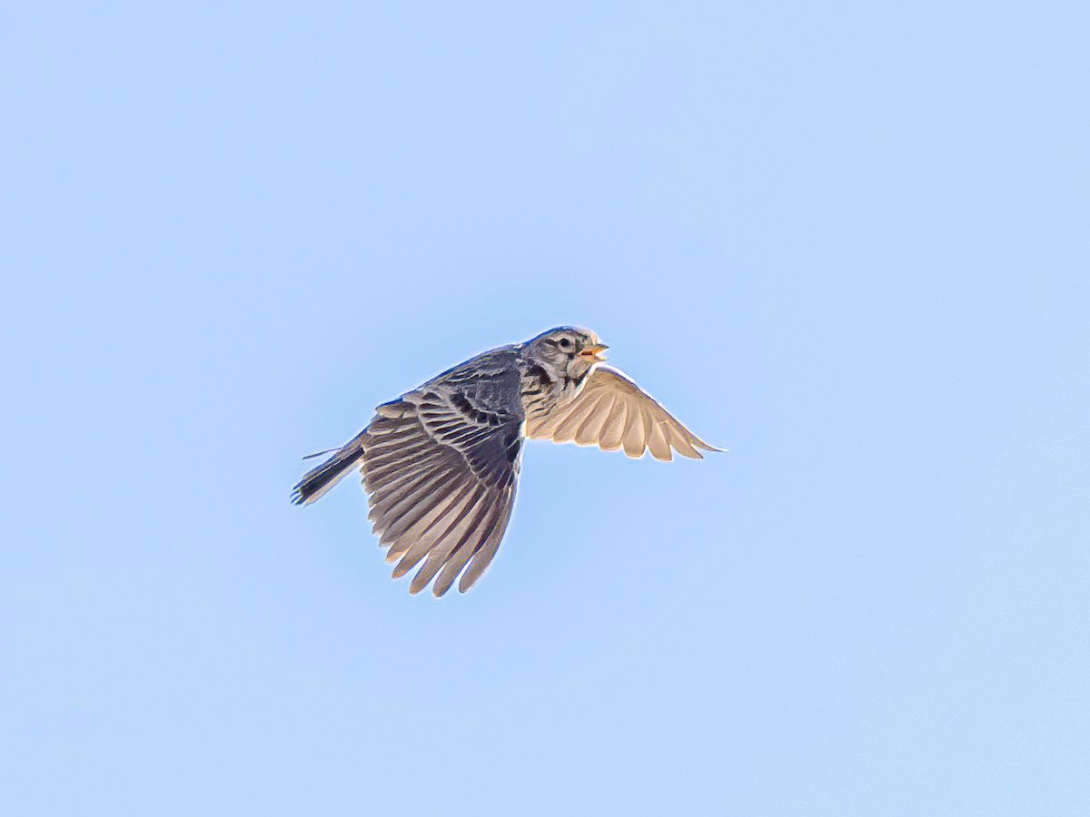 Mediterranean Short-toed Lark - ML637748683