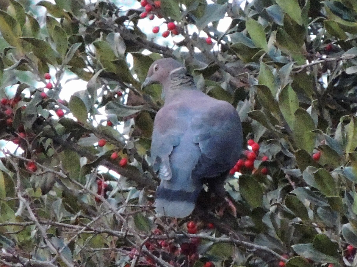 Chilean Pigeon - ML637748696