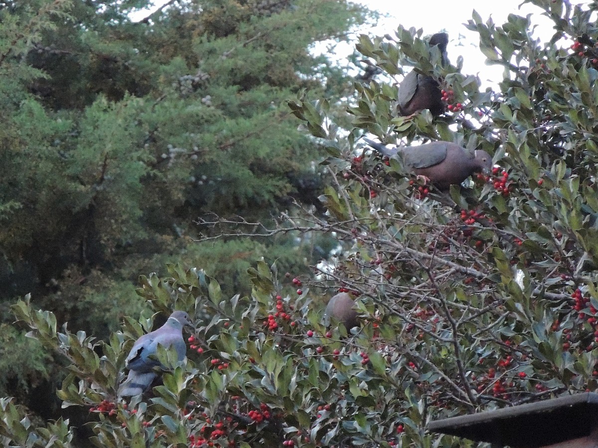 Chilean Pigeon - ML637748697