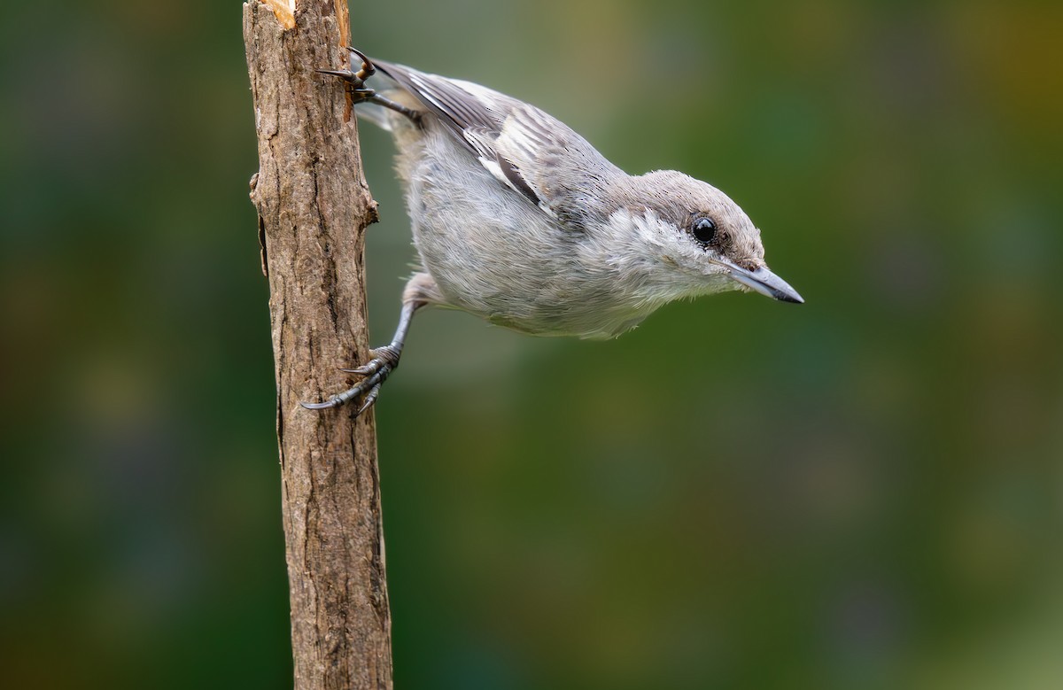 Brown-headed Nuthatch - ML637748725